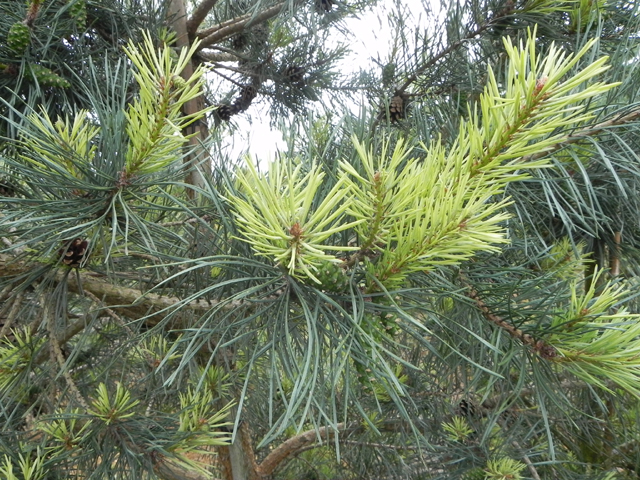 Pinus sylvestris 'Filip's Silver Surprise'